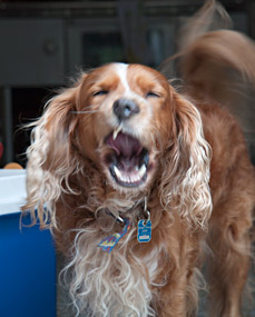 Schamane und Schamanin in Wien